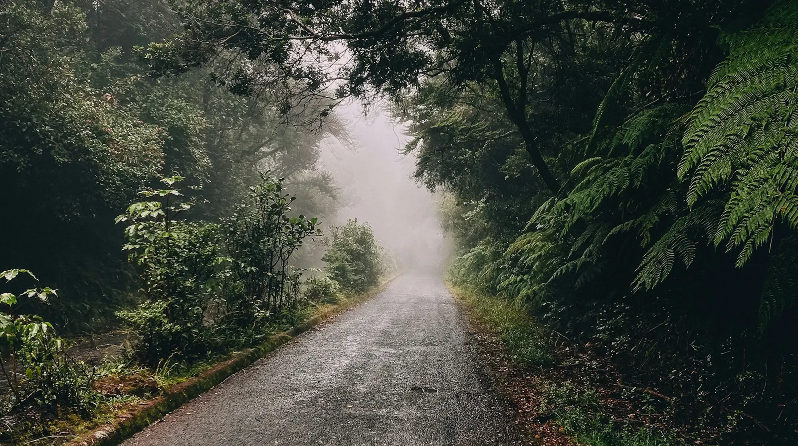 A misty, empty road winding through the Costa Rican rainforest