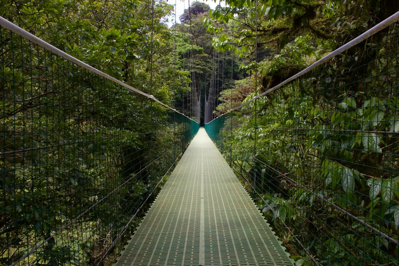 A suspension hanging bridge crossing dense green forest canopy near Monteverde